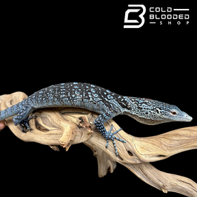 Adult Blue Tree Monitor female - Varanus macraei