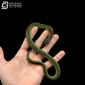 Velvet Swamp Snake - Erythrolamprus typhlus