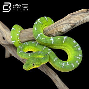 Juvenile Emerald Tree Boa - Corallus caninus