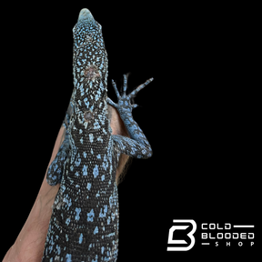 Adult Blue Tree Monitor female - Varanus macraei