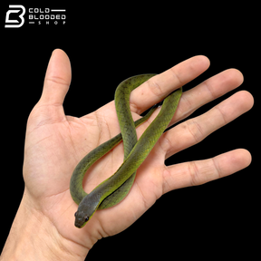 Velvet Swamp Snake - Erythrolamprus typhlus