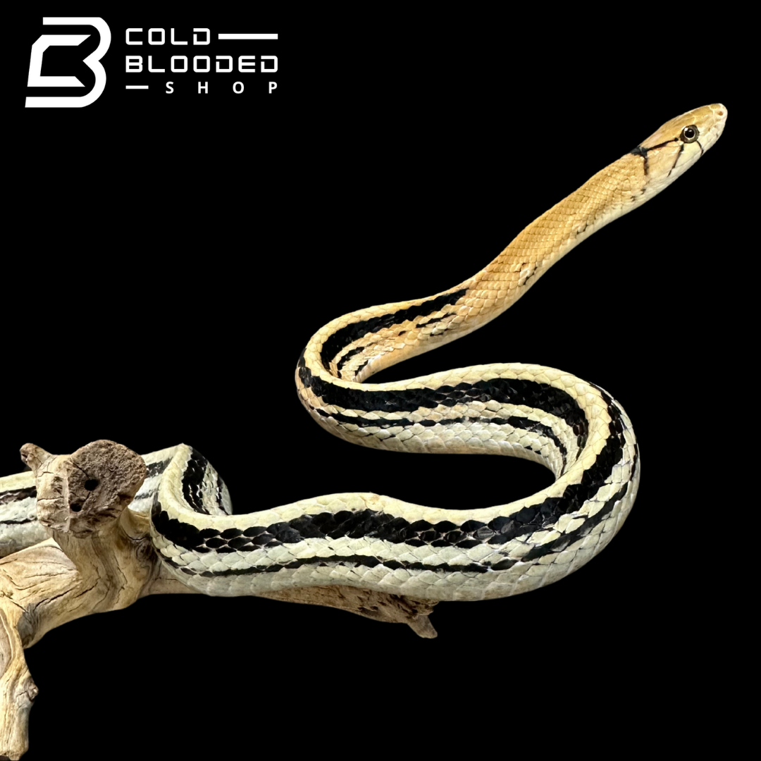 Radiated Rat Snakes - Coelognathus radiatus
