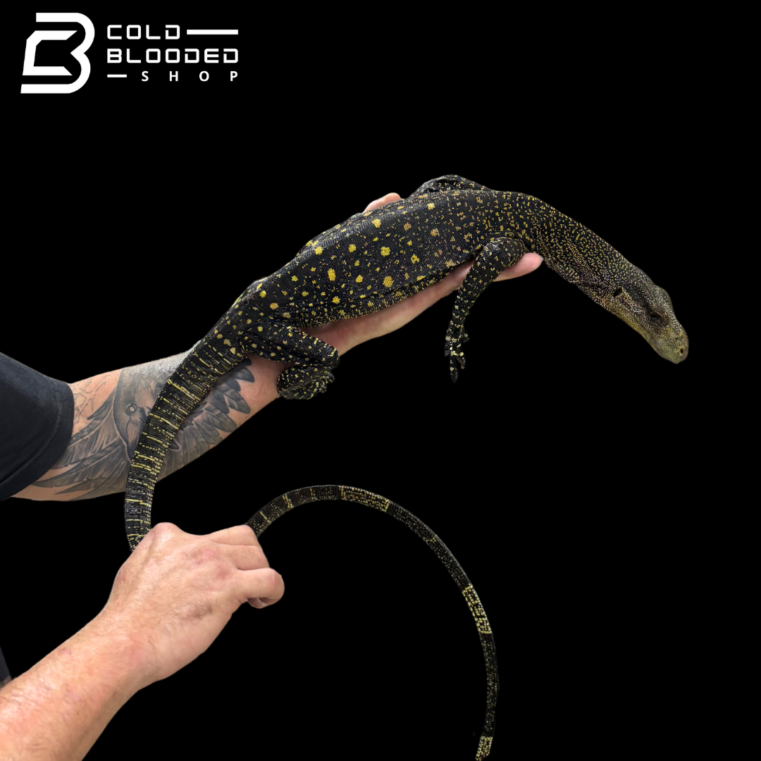 Sub-Adult Crocodile Monitor - Varanus salvadorii #1