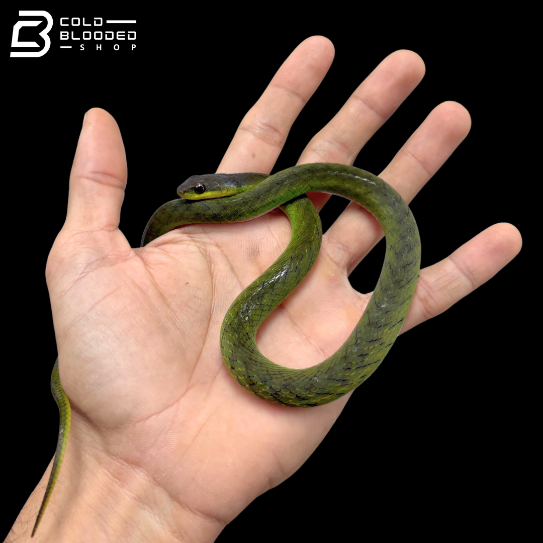 Velvet Swamp Snake - Erythrolamprus typhlus