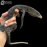 Adult Male Golden-spotted Tree Monitor - Varanus boehmei