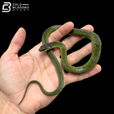 Velvet Swamp Snake - Erythrolamprus typhlus