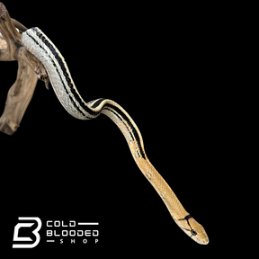 Radiated Rat Snakes - Coelognathus radiatus
