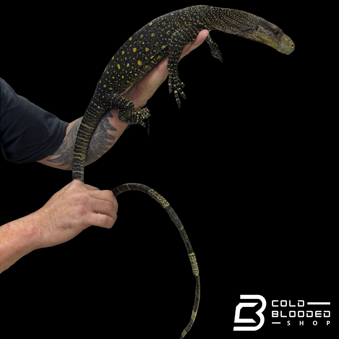 Sub-Adult Crocodile Monitor - Varanus salvadorii #1