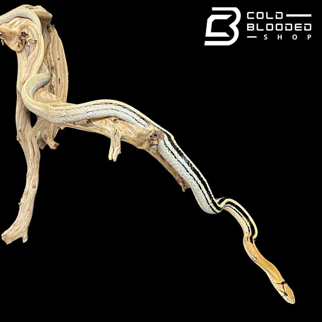 Radiated Rat Snakes - Coelognathus radiatus