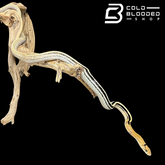 Radiated Rat Snakes - Coelognathus radiatus