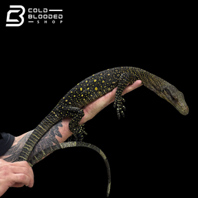 Sub-Adult Crocodile Monitor - Varanus salvadorii #1