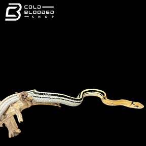 Radiated Rat Snakes - Coelognathus radiatus