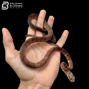 Neotropical Snail-eating Snake - Dipsas Indica