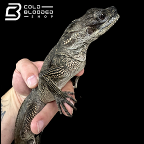 Juvenile Black Sailfin Dragon Lizard - Hydrosaurus celebensis