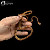 Amazon Blunt-headed Snake - Imantodes Lentiferus