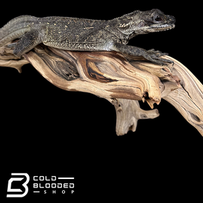 Juvenile Black Sailfin Dragon Lizard - Hydrosaurus celebensis