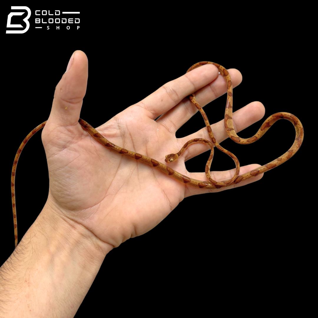 Amazon Blunt-headed Snake - Imantodes Lentiferus