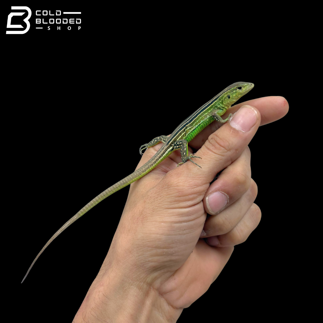 Rainbow whiptails - Cnemidophorus lemniscatus