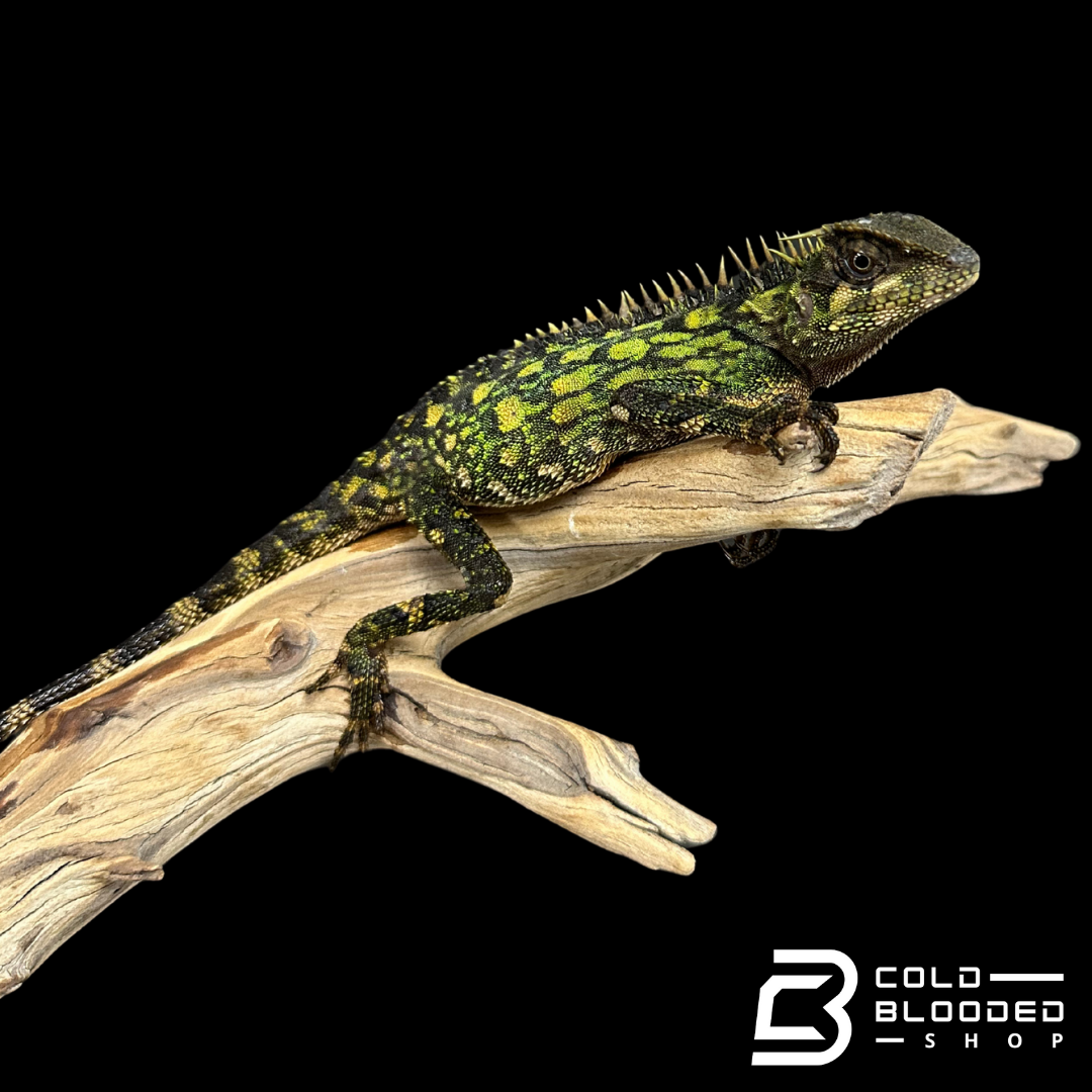 Malaysian Armored Tree Dragon - Acanthosaura armata