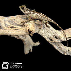 Malaysian Armored Tree Dragon - Acanthosaura armata