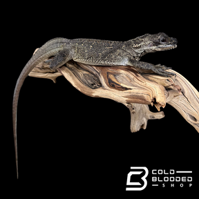 Juvenile Black Sailfin Dragon Lizard - Hydrosaurus celebensis