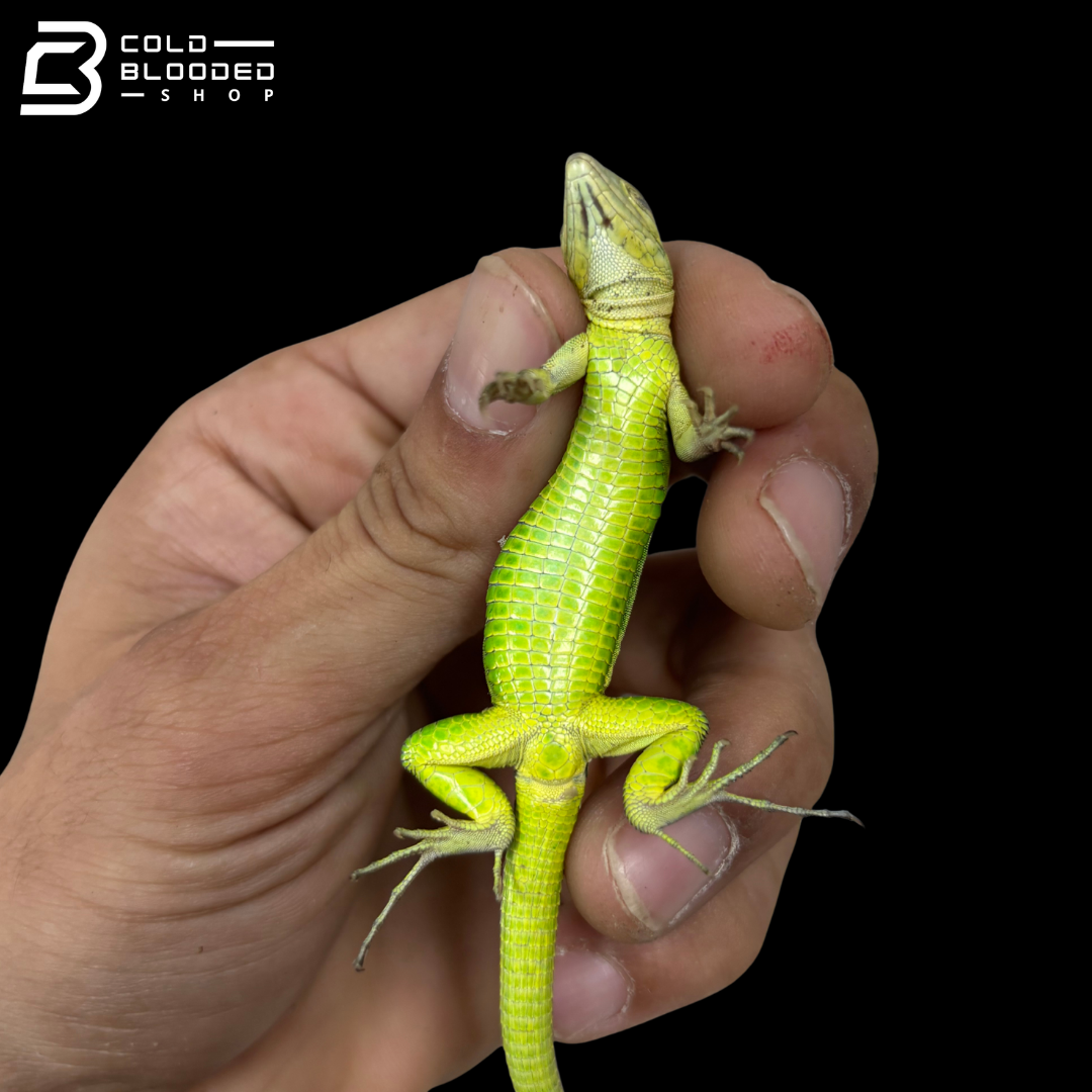 Rainbow whiptails - Cnemidophorus lemniscatus