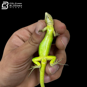 Rainbow whiptails - Cnemidophorus lemniscatus