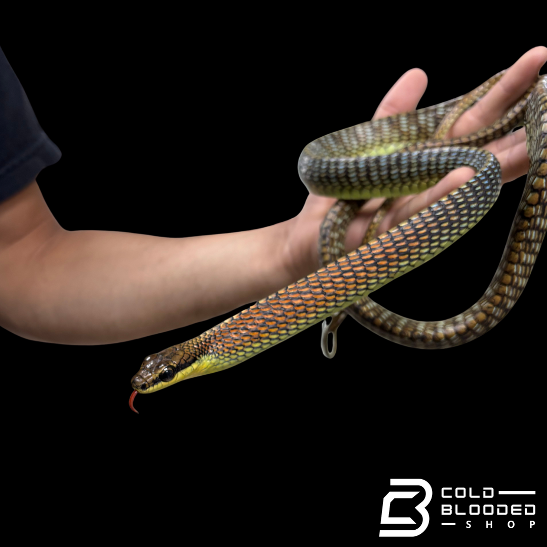 Kopstein's bronzeback snake - Dendrelaphis kopsteini