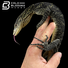 Adult Male Golden-spotted Tree Monitor - Varanus boehmei