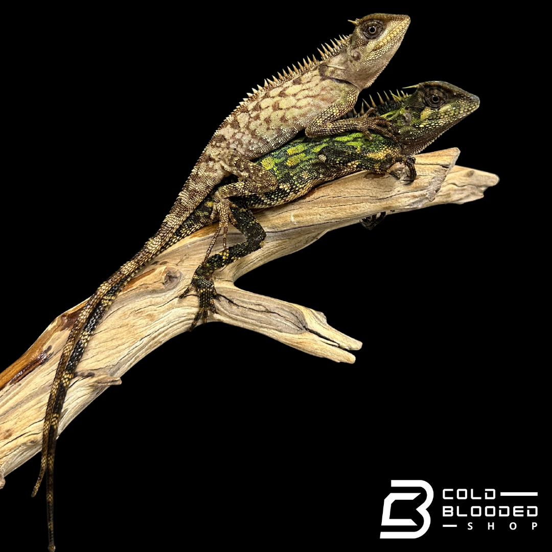 Bebé Uromastyx adornado