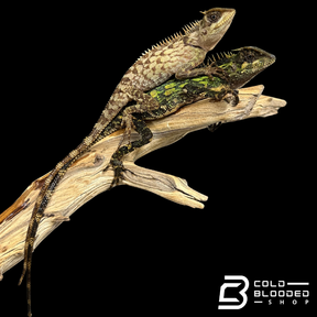 Malaysian Armored Tree Dragon - Acanthosaura armata