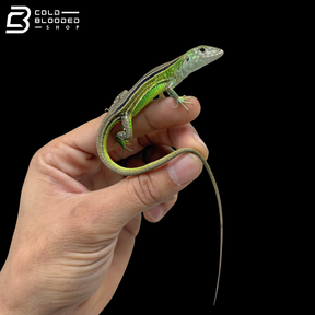 Rainbow whiptails - Cnemidophorus lemniscatus