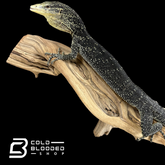 Adult Male Golden-spotted Tree Monitor - Varanus boehmei