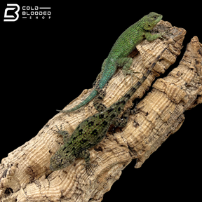 Emerald Swifts - Sceloporus Malachiticus