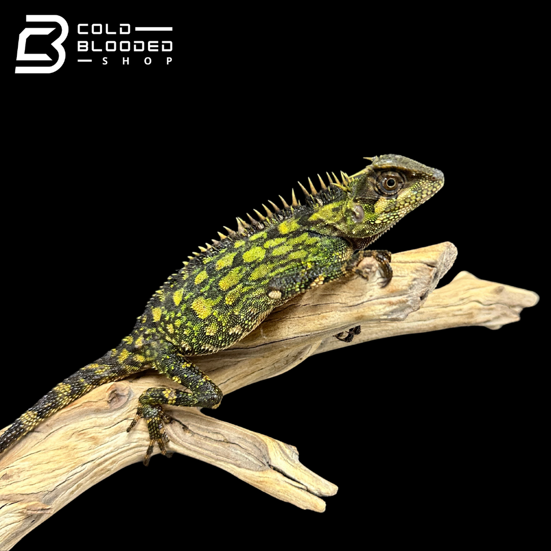 Bebé Uromastyx adornado