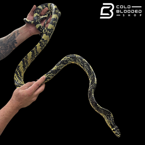 Adult Female Nicaraguan Tiger Rat Snake - Spilotes pullatus