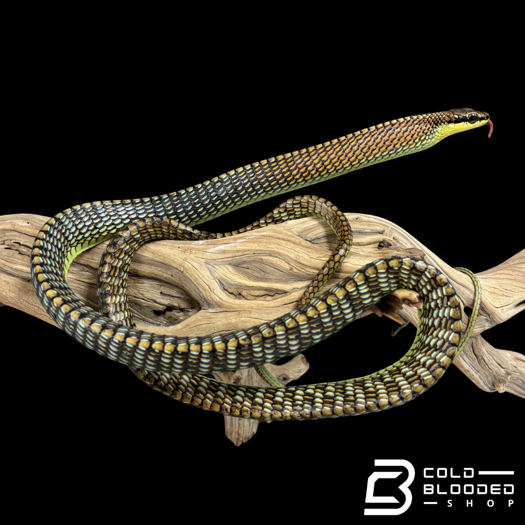 Kopstein's bronzeback snake - Dendrelaphis kopsteini