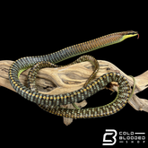 Kopstein's bronzeback snake - Dendrelaphis kopsteini