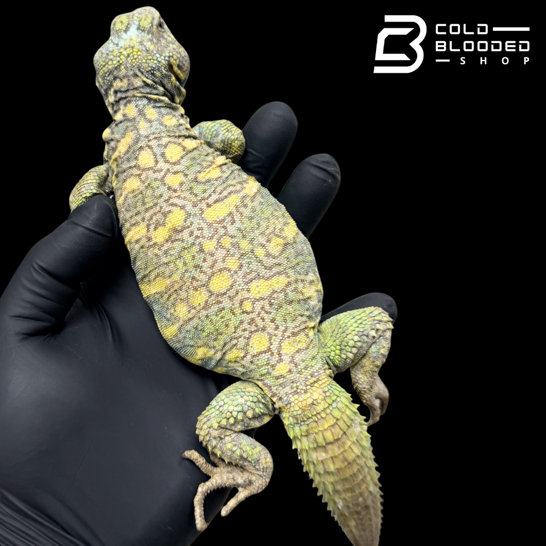 Bebé Uromastyx adornado