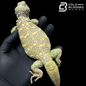 Bebé Uromastyx adornado