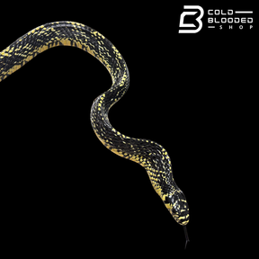 Adult Female Nicaraguan Tiger Rat Snake - Spilotes pullatus