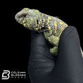 Bebé Uromastyx adornado