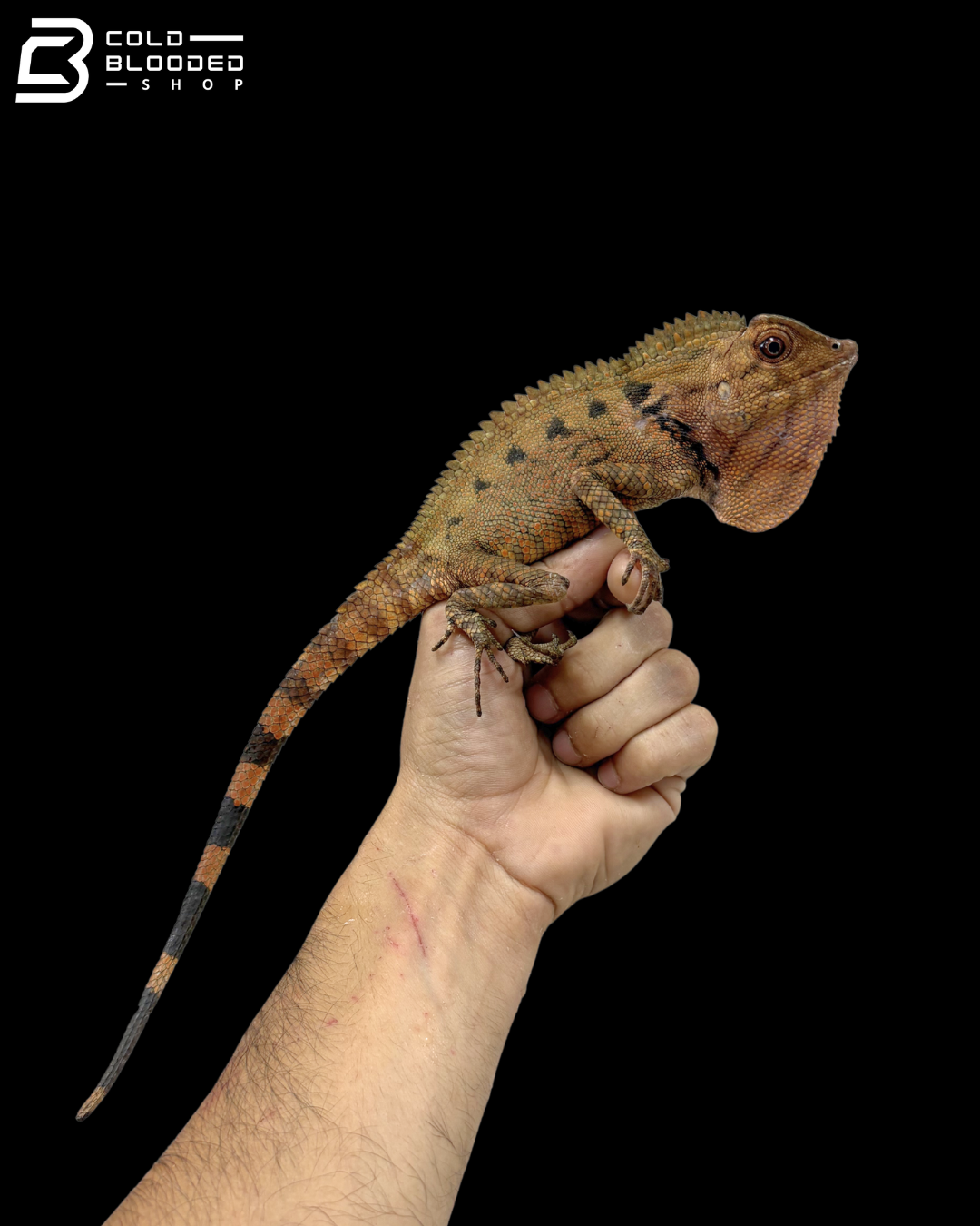Red Doria's Angle-headed Lizards - Gonocephalus Doriae