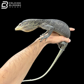 Adult Male Golden-spotted Tree Monitor - Varanus boehmei