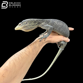 Adult Male Golden-spotted Tree Monitor - Varanus boehmei