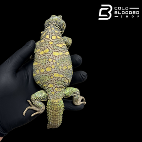 Bebé Uromastyx adornado