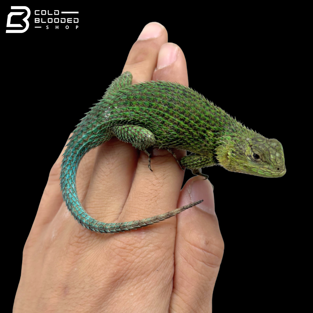 Emerald Swifts - Sceloporus Malachiticus