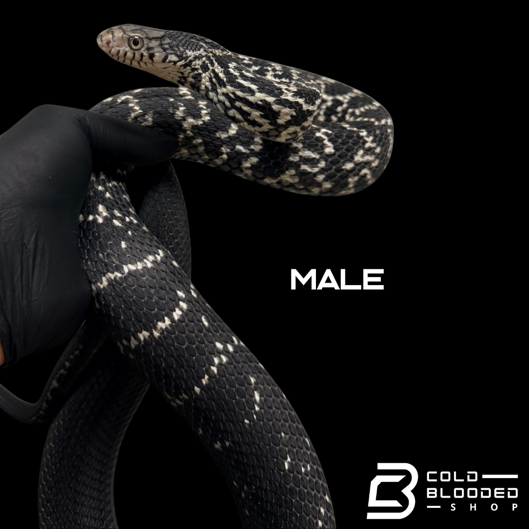 Serpiente rata rey china