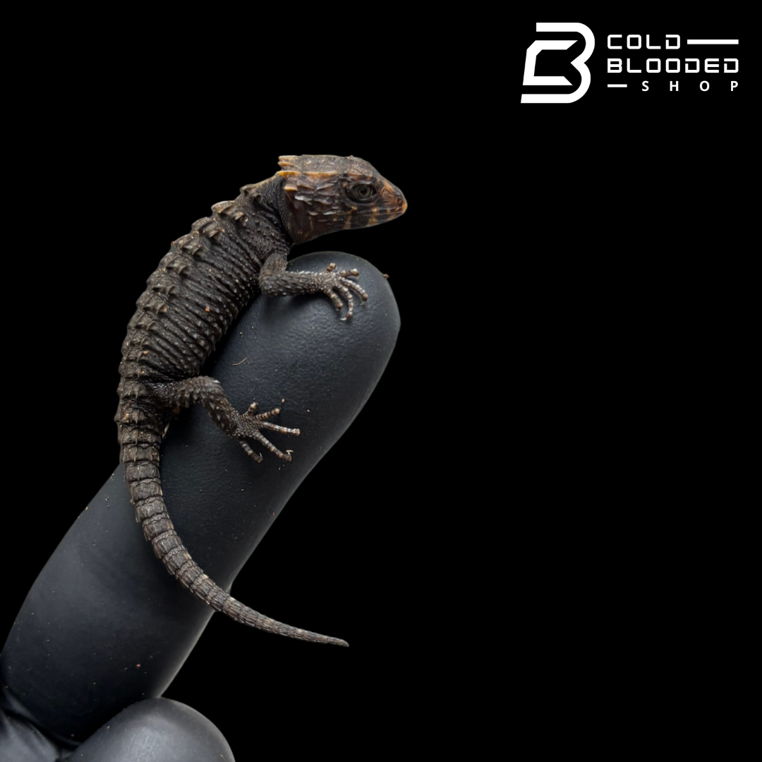 Baby Red Eyed Crocodile Skinks - Tribolonotus gracilis