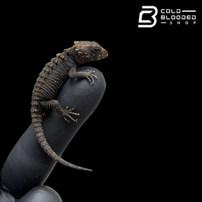 Baby Red Eyed Crocodile Skinks - Tribolonotus gracilis